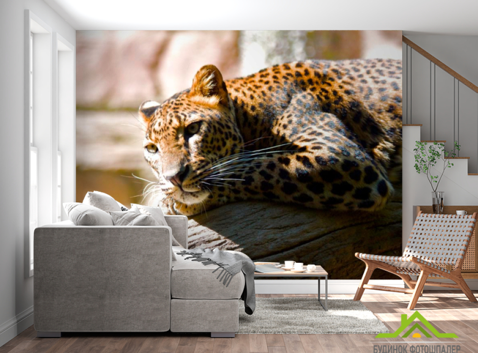 выбрать Фотообои Мечтающий гепард Фотообои Гепарды на стену