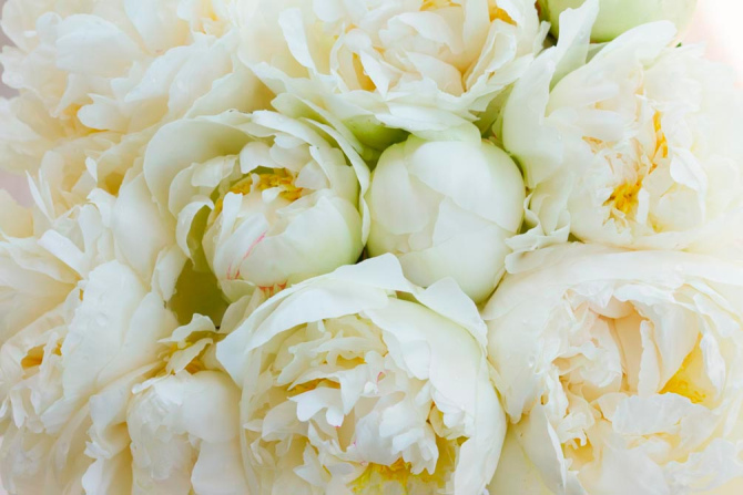 Фотообои Пионы