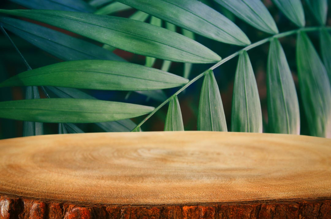 Фотообои пенек в лесу