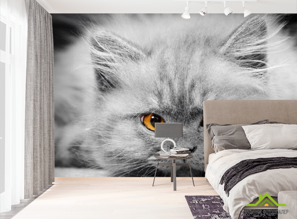 выбрать Фотообои Серый котенок Фотообои Коты на стену