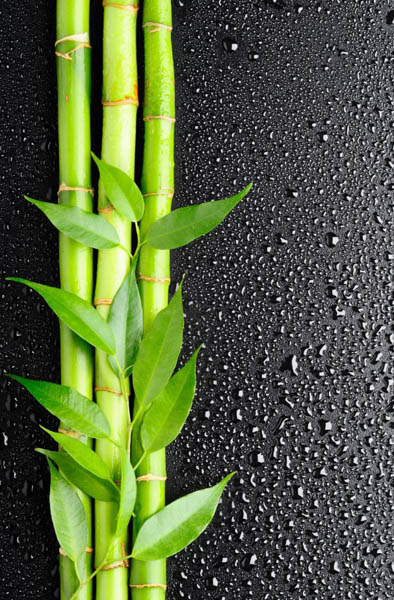 Фотошпалери Бамбук з краплями