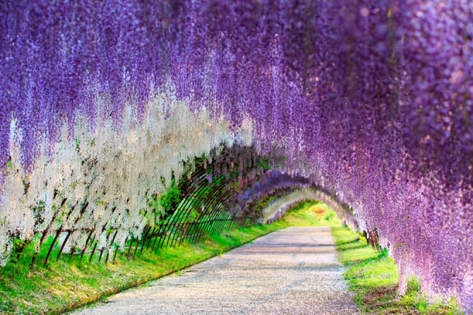 Фотошпалери Квіти на каркасі