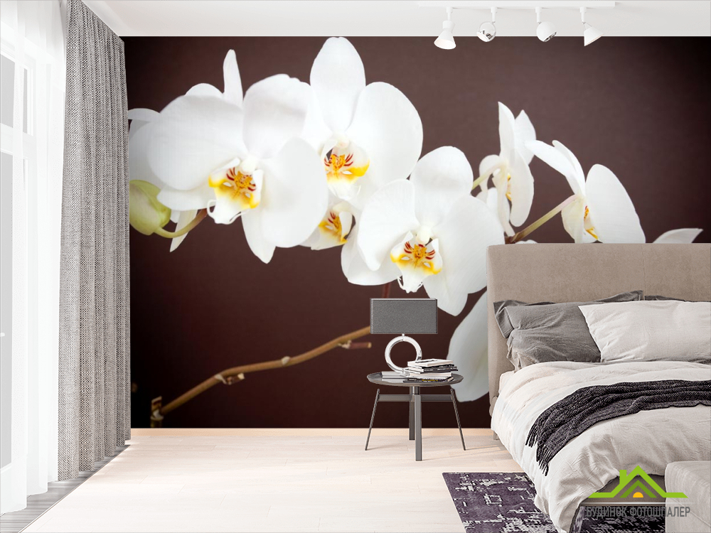 Фотошпалери біла орхідея