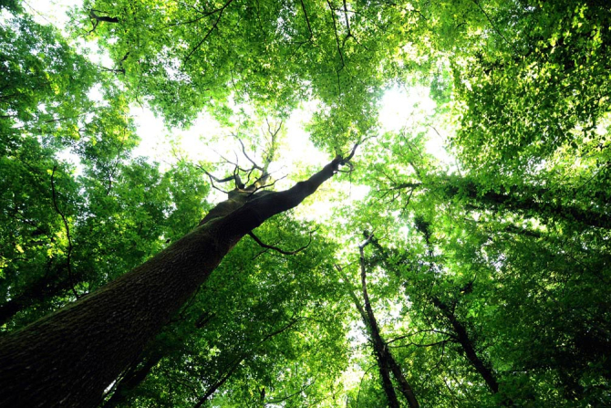 Фотообои Девевья в небо