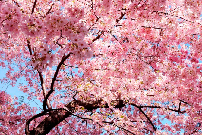 Фотообои Сакура расцвела