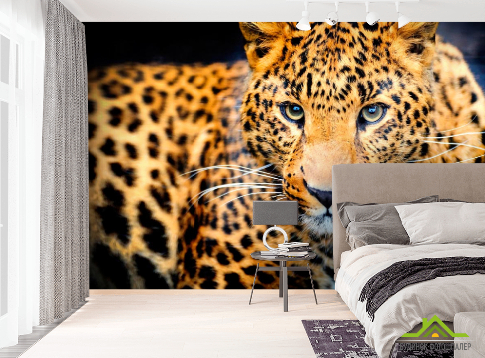 выбрать Фотообои Гепард на охоте Фотообои Гепарды на стену