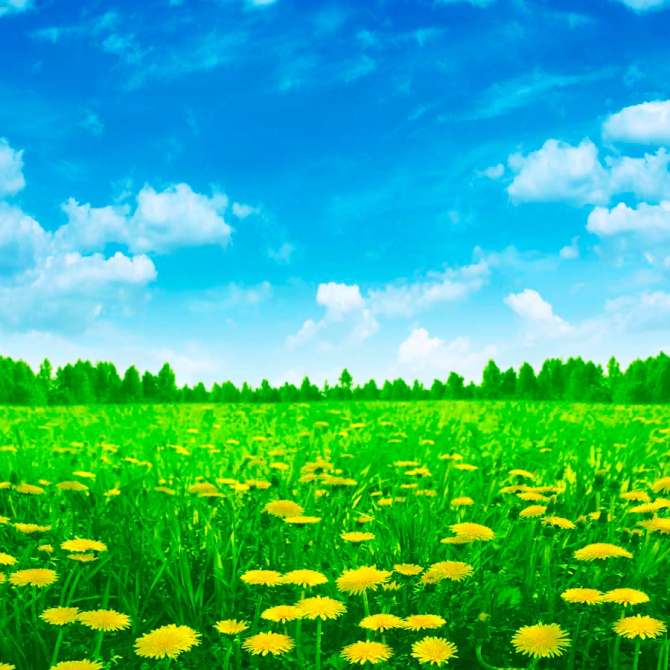 Фотообои Кульбаба, небо