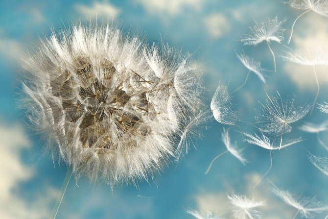 Фотошпалери кульбаби