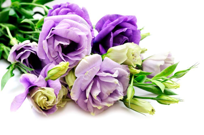 Фотообои Розы сиреневые