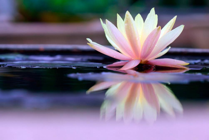 Фотообои Цветок