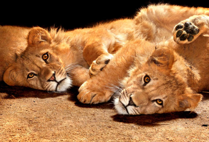 Фотообои Львята