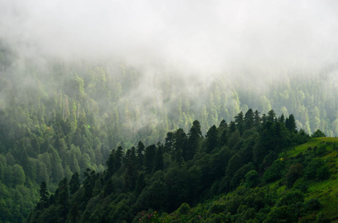 Фотообои Вид на туманый лес