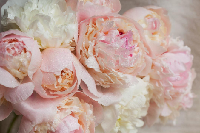 Фотошпалери ніжні квіти з краплями