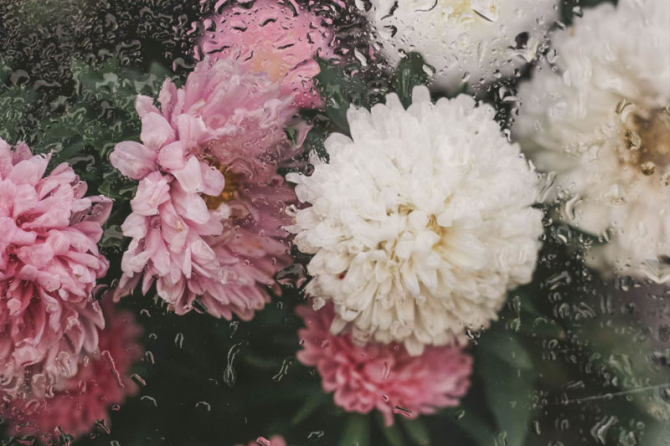 Фотошпалери Хризантеми з краплями дощу