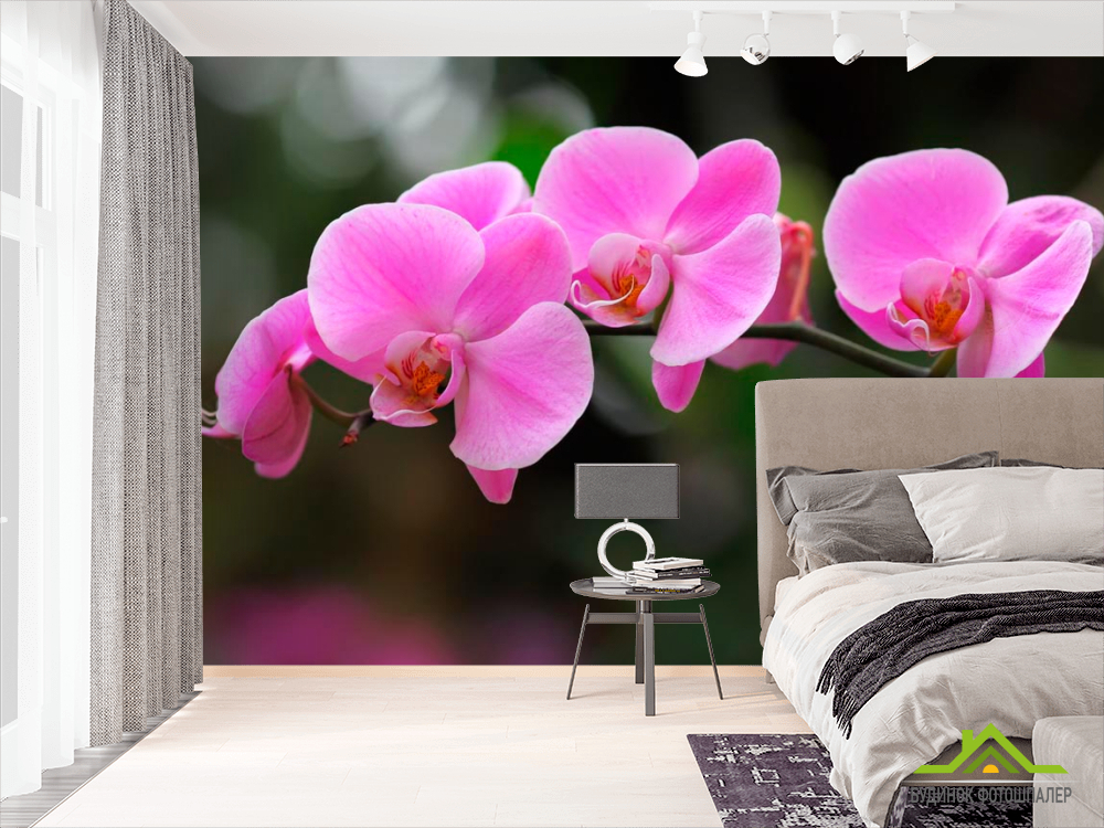 Фотошпалери Орхідеї ніжно-рожеві