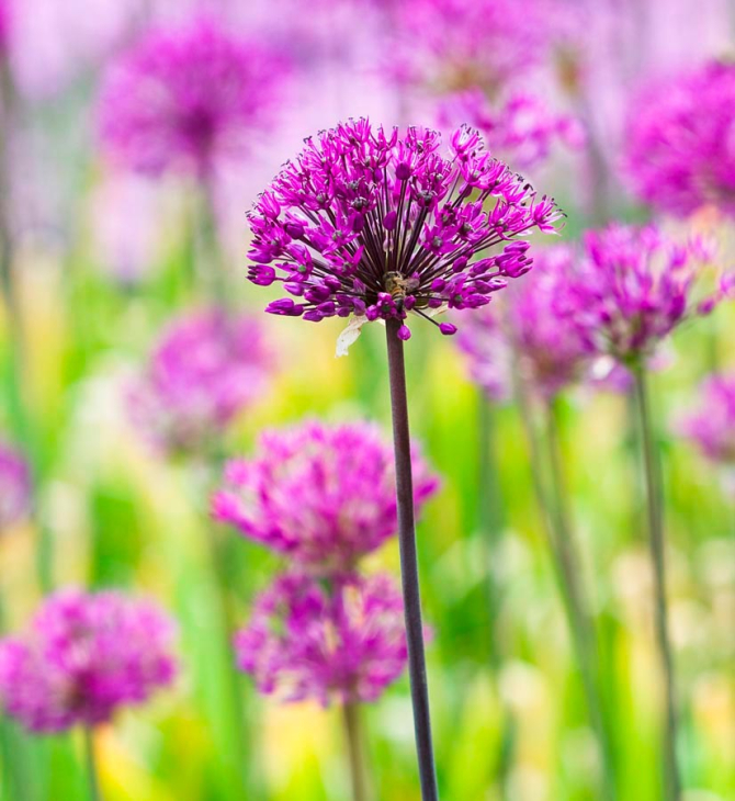 Фотообои Фиолетовые полевые цветы