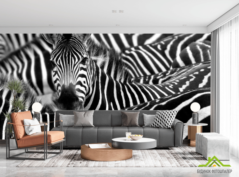 выбрать Фотообои Любопытная зебра Фотообои Зебры на стену