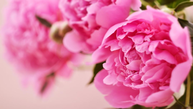 Фотошпалери рожевий піон