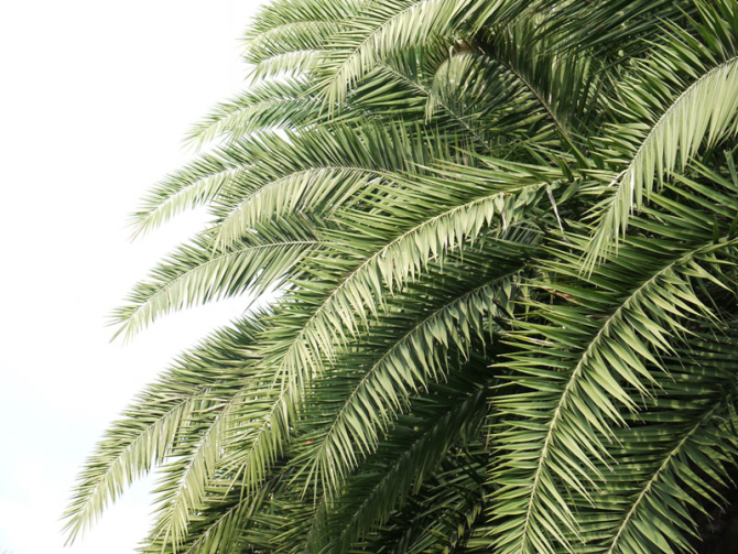Фотообои Пальмовые ветки