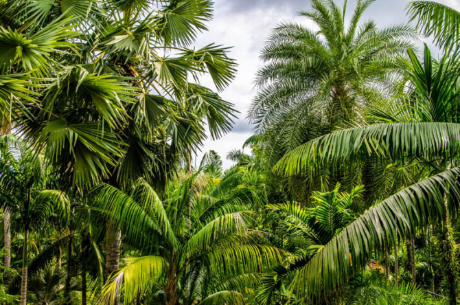 Фотообои тропики