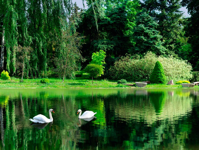 Фотообои Лебеди, вода