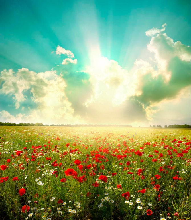 Фотообои Маки, поле, тучи