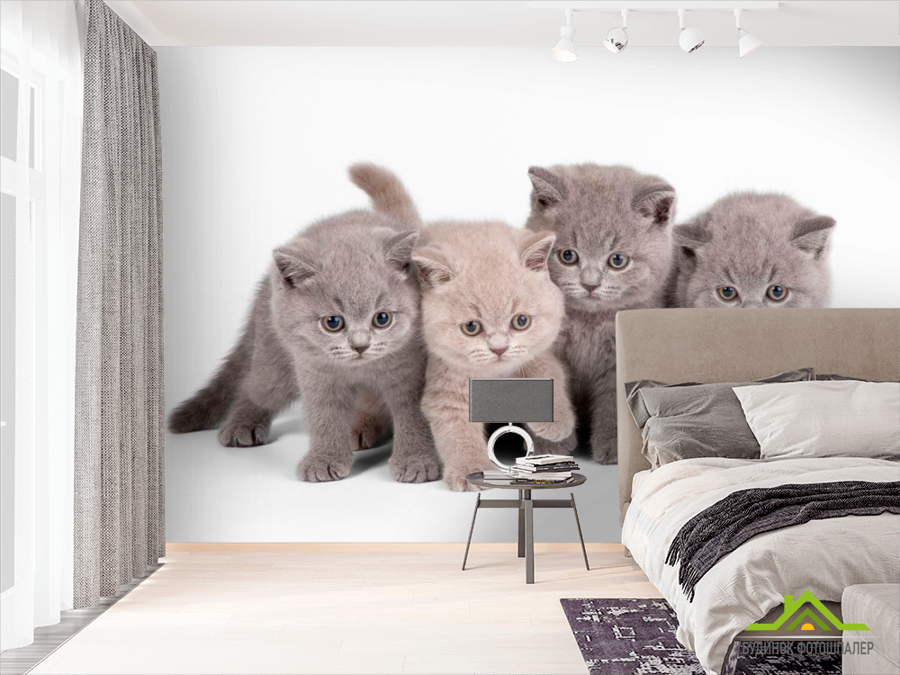 Фотообои Котята