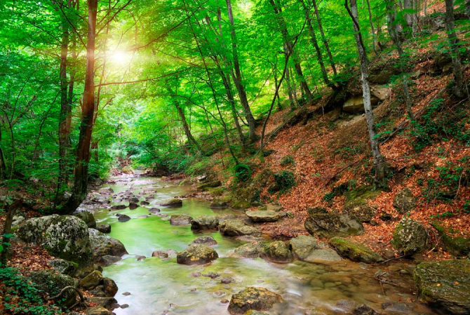 Фотообои В лесу, ручей