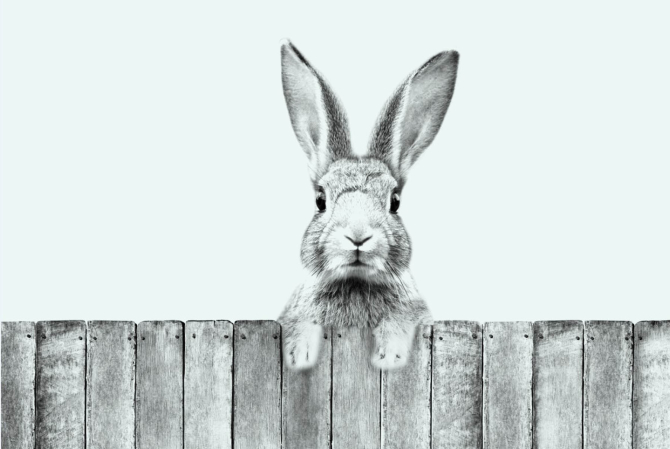 Фотообои Милый кролик