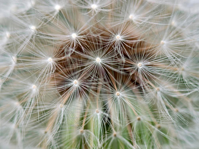 Фотообои Одуванчик