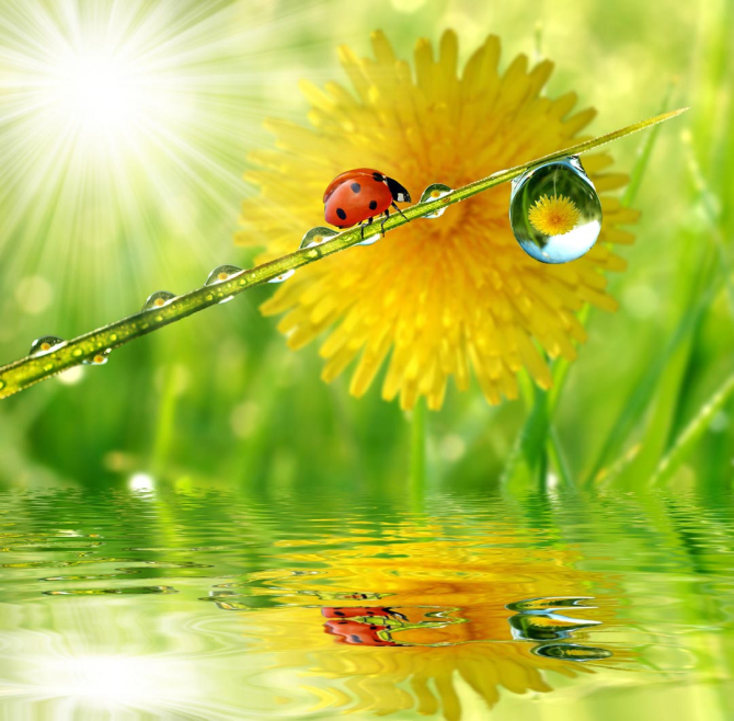 Фотообои божья коровка на листике