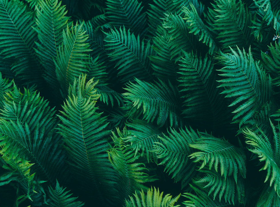 выбрать Фотообои Тропические листья Фотообои тропические листья на стену