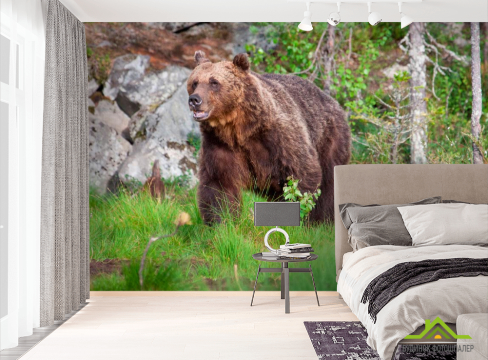 выбрать Фотообои Медведь в лесу Фотообои Медведи на стену