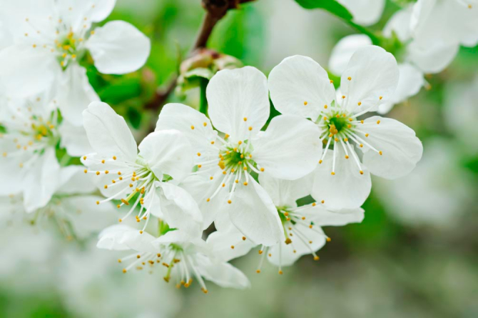 Фотошпалери Фотошпалери цвіте Черешня