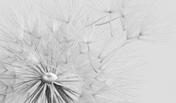 Фотошпалери кульбаба