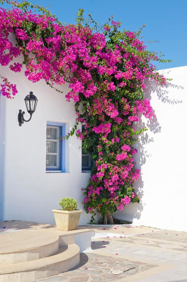 Фотообои Цветочный угол