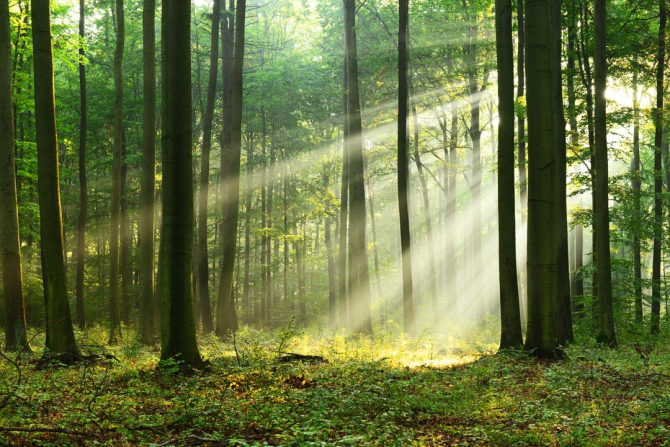 Фотообои солнечные лучи в лесу