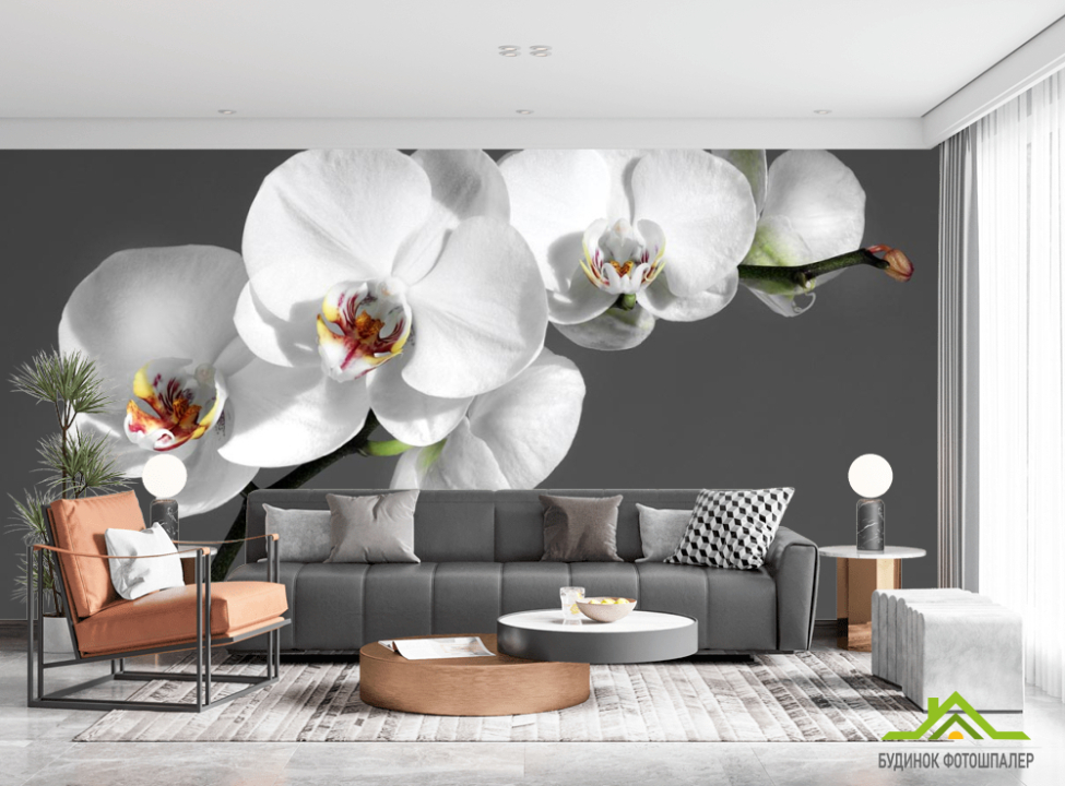 выбрать Фотообои белая орхидея на сером фоне Фотообои Цветы на стену