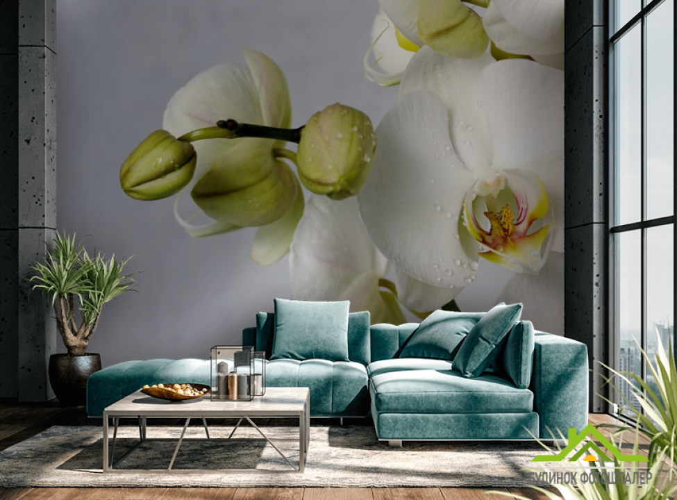 выбрать Фотообои крупная белая орхидея с каплями Фотообои Цветы на стену