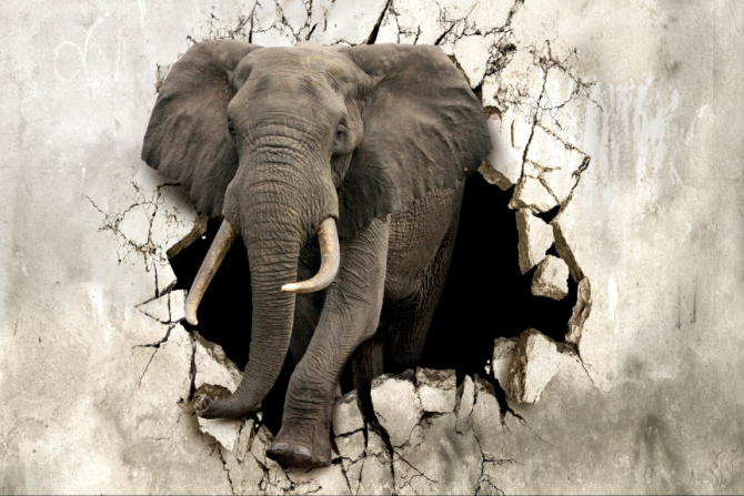 3д фотообои Слон