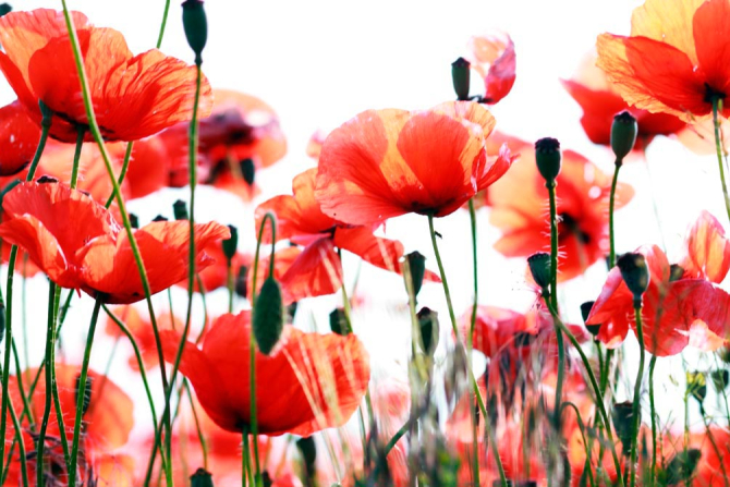 Фотообои Степные маки распустились