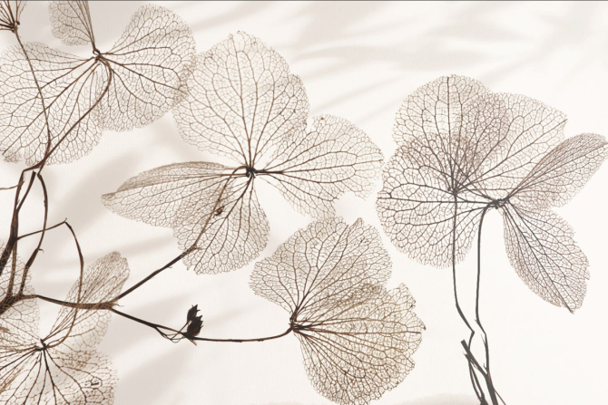 Фотошпалери квіти