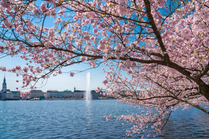 Фотообои сакура над рекой с фонтаном