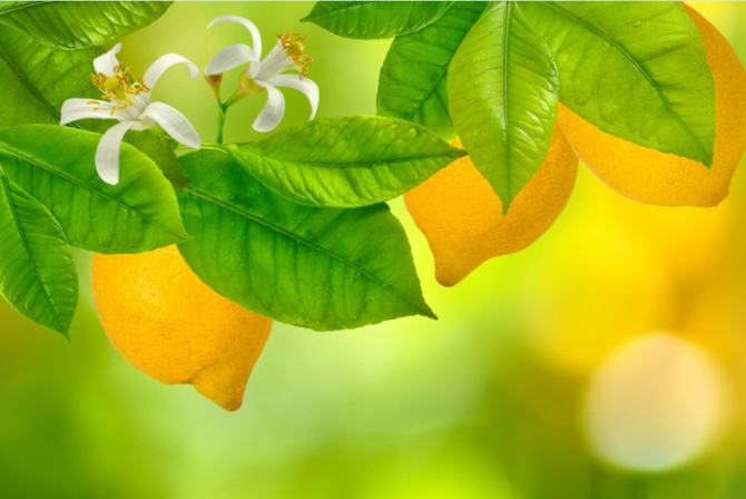 Фотообои Лимон