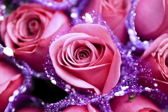 Фотообои розовые розы в сереневой сетке