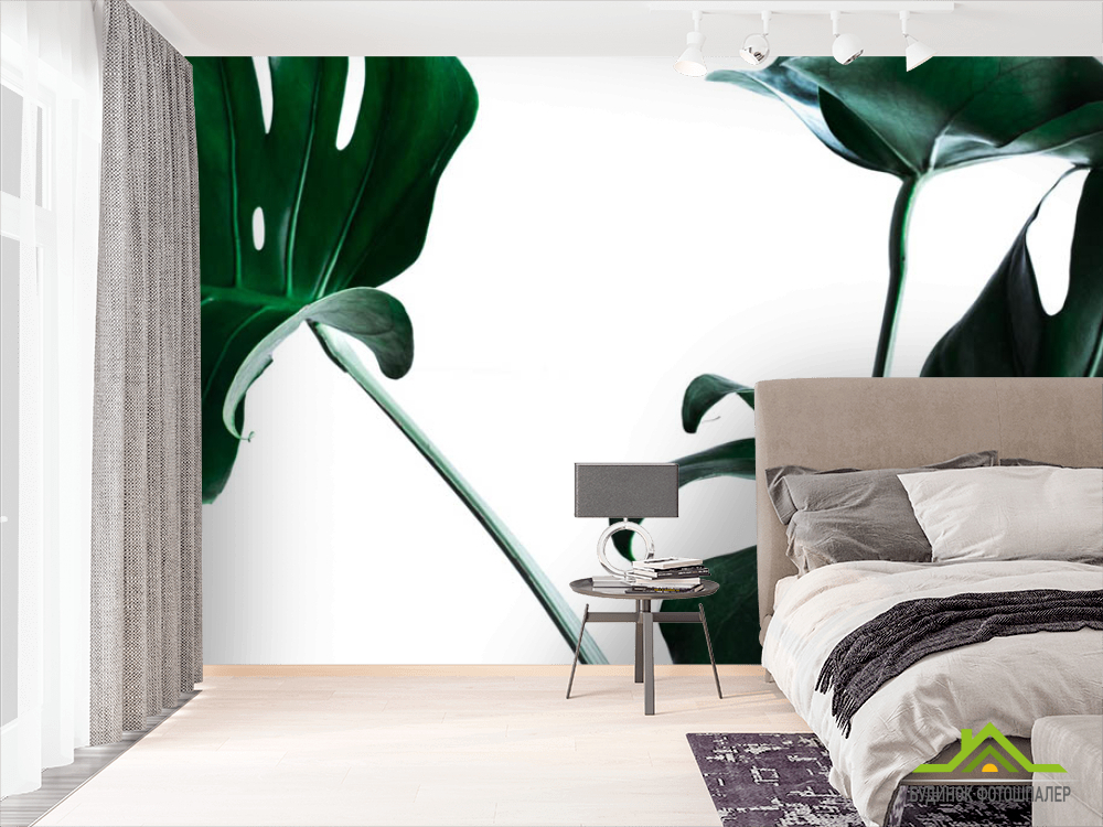 Фотообои Листья монстеры