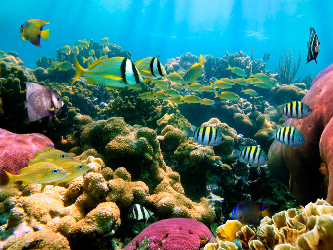 Фотообои Косяк рыбок