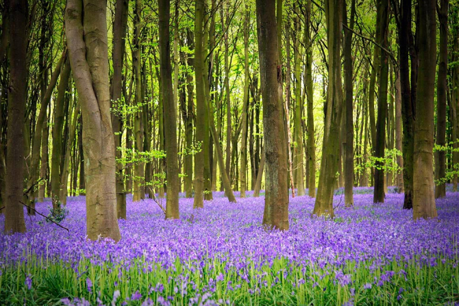 Фотообои Ковер с цветов