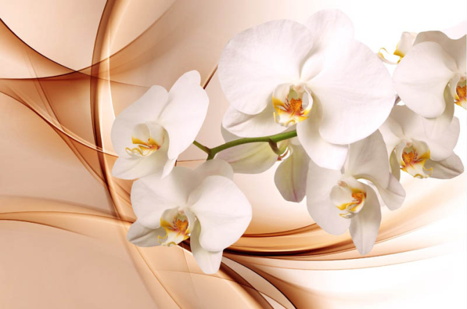 Фотошпалери орхідеї 3d