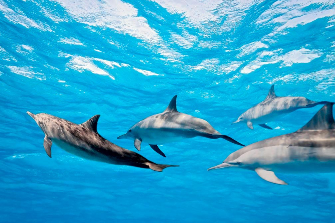 Фотошпалери Гра дельфінів